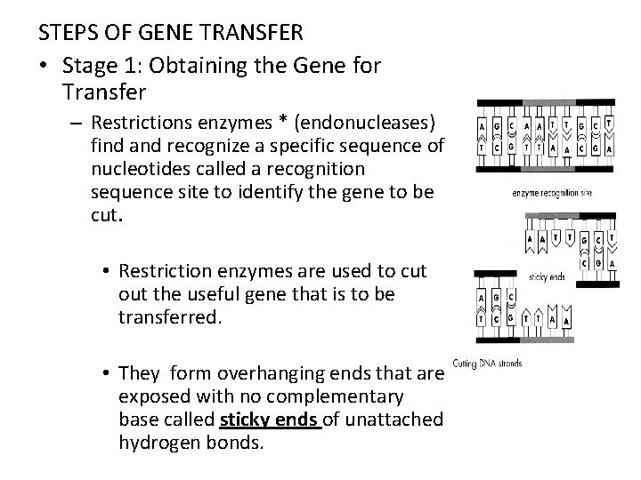 STEPS OF GENE TRANSFER • Stage 1: Obtaining the Gene for Transfer – Restrictions