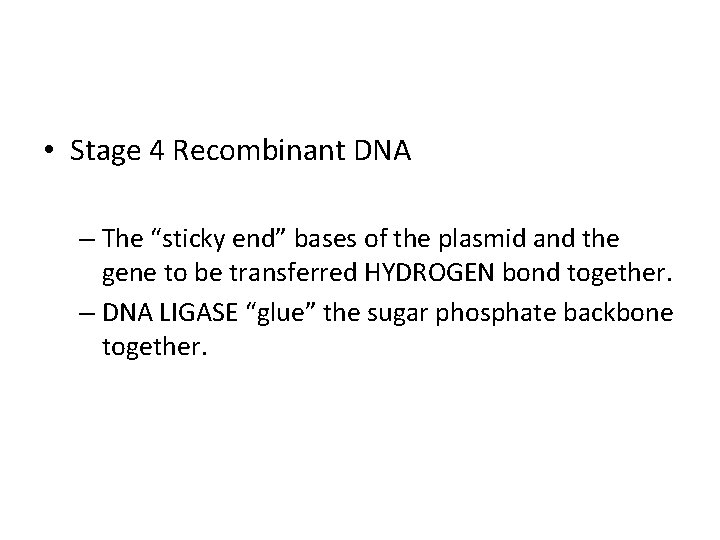  • Stage 4 Recombinant DNA – The “sticky end” bases of the plasmid