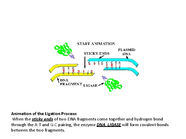 Animation of the Ligation Process: When the sticky ends of two DNA fragments come