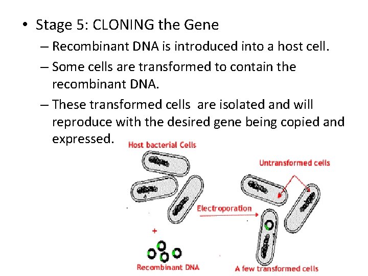  • Stage 5: CLONING the Gene – Recombinant DNA is introduced into a
