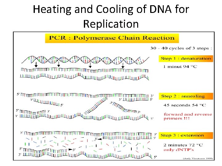 Heating and Cooling of DNA for Replication 