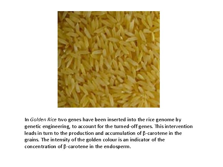 In Golden Rice two genes have been inserted into the rice genome by genetic