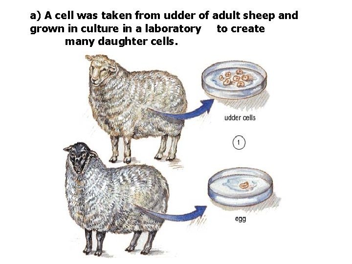 a) A cell was taken from udder of adult sheep and grown in culture