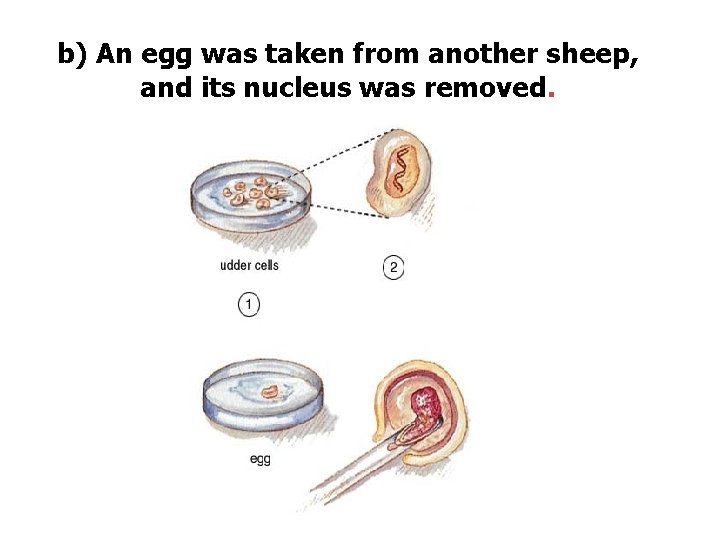 b) An egg was taken from another sheep, and its nucleus was removed. 