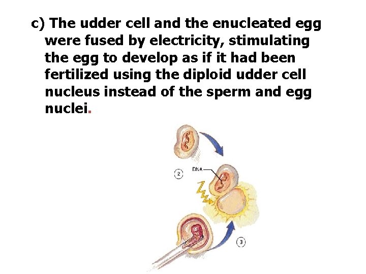 c) The udder cell and the enucleated egg were fused by electricity, stimulating the