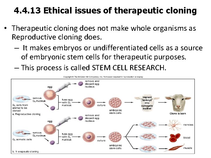 4. 4. 13 Ethical issues of therapeutic cloning • Therapeutic cloning does not make