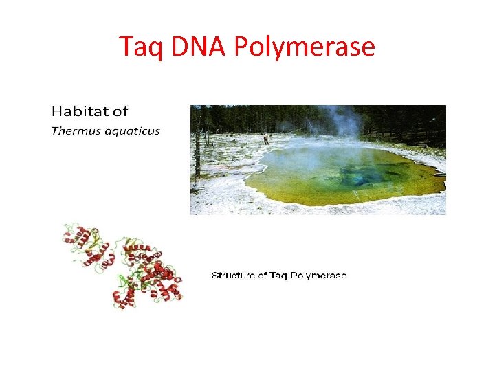 Taq DNA Polymerase 