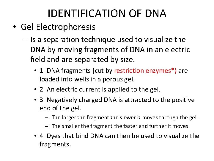 IDENTIFICATION OF DNA • Gel Electrophoresis – Is a separation technique used to visualize