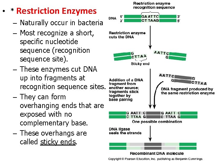  • * Restriction Enzymes – Naturally occur in bacteria – Most recognize a