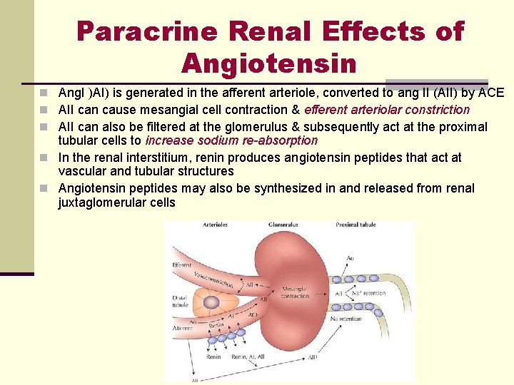 Paracrine Renal Effects of Angiotensin n Ang. I )AI) is generated in the afferent