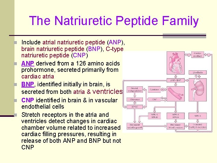 The Natriuretic Peptide Family n Include atrial natriuretic peptide (ANP), n n brain natriuretic