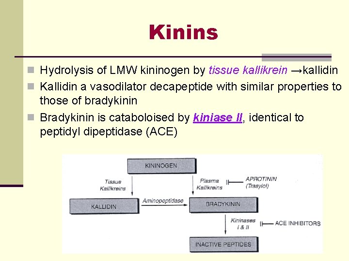 Kinins n Hydrolysis of LMW kininogen by tissue kallikrein →kallidin n Kallidin a vasodilator