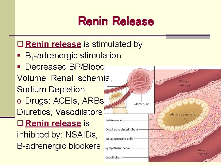 Renin Release q Renin release is stimulated by: § Β 1 -adrenergic stimulation §