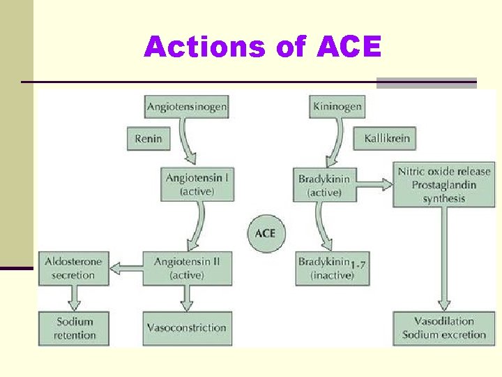 Actions of ACE 