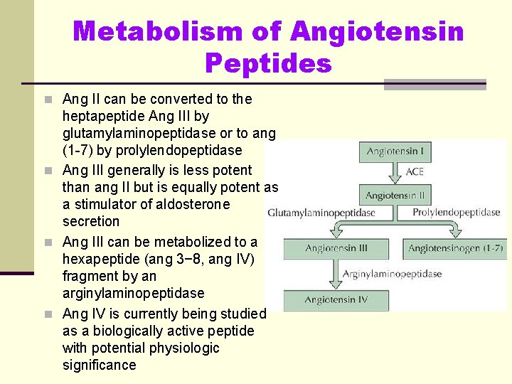 Metabolism of Angiotensin Peptides n Ang II can be converted to the heptapeptide Ang