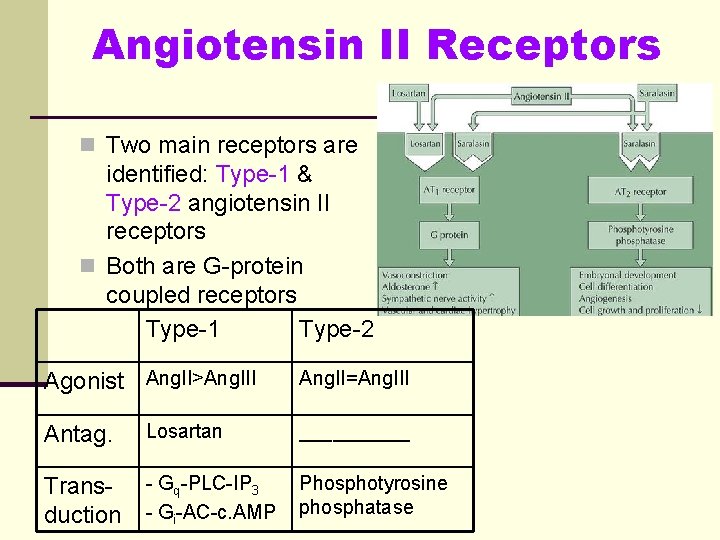 Angiotensin II Receptors n Two main receptors are identified: Type-1 & Type-2 angiotensin II