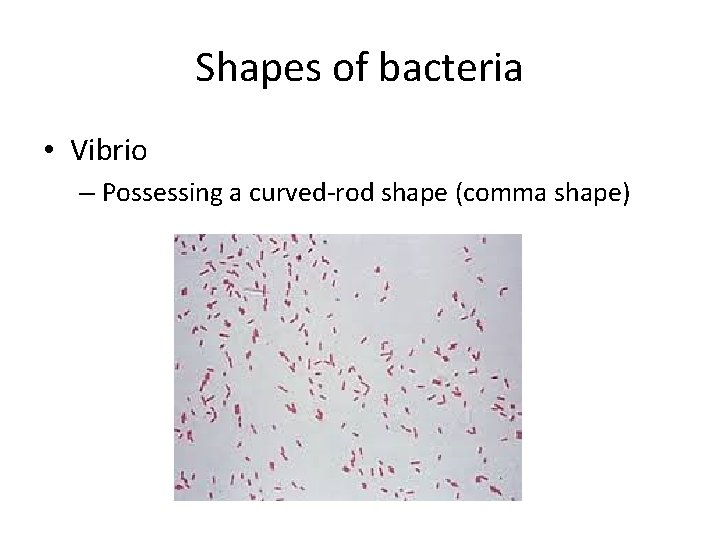 Shapes of bacteria • Vibrio – Possessing a curved-rod shape (comma shape) 