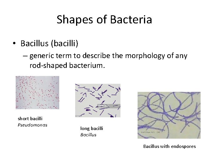 Shapes of Bacteria • Bacillus (bacilli) – generic term to describe the morphology of