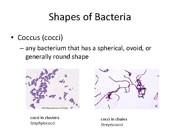 Shapes of Bacteria • Coccus (cocci) – any bacterium that has a spherical, ovoid,