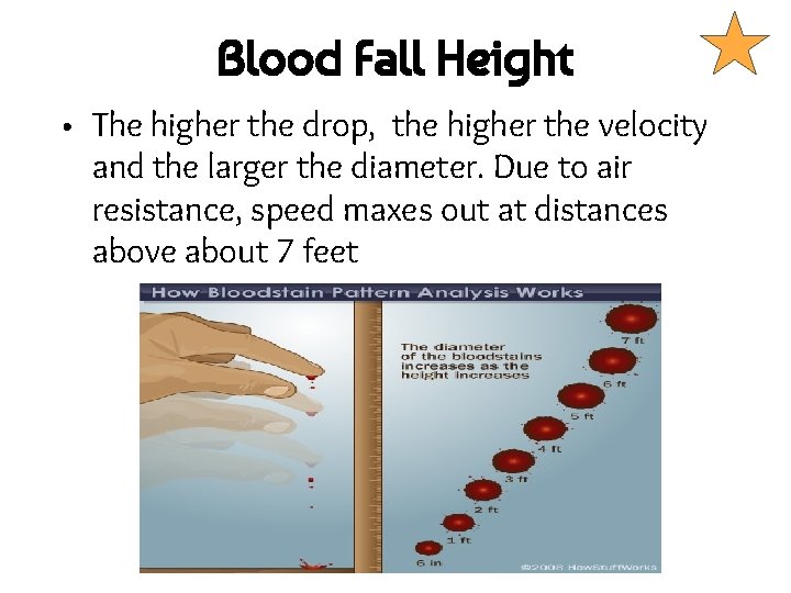 Blood Fall Height • The higher the drop, the higher the velocity and the