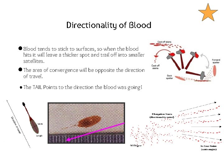 Directionality of Blood ● Blood tends to stick to surfaces, so when the blood