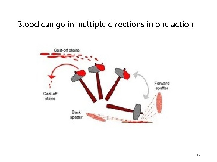 Blood can go in multiple directions in one action 13 