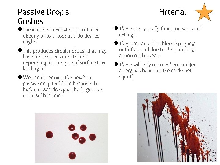 Passive Drops Gushes ● These are formed when blood falls directly onto a floor