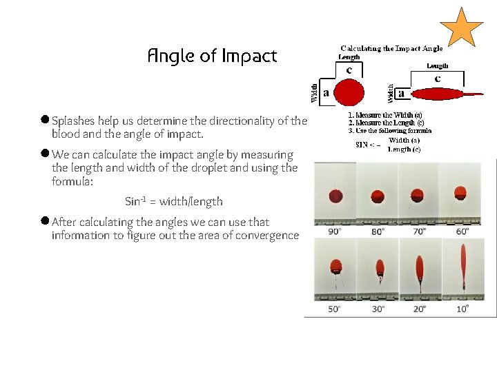 Angle of Impact ● Splashes help us determine the directionality of the blood and