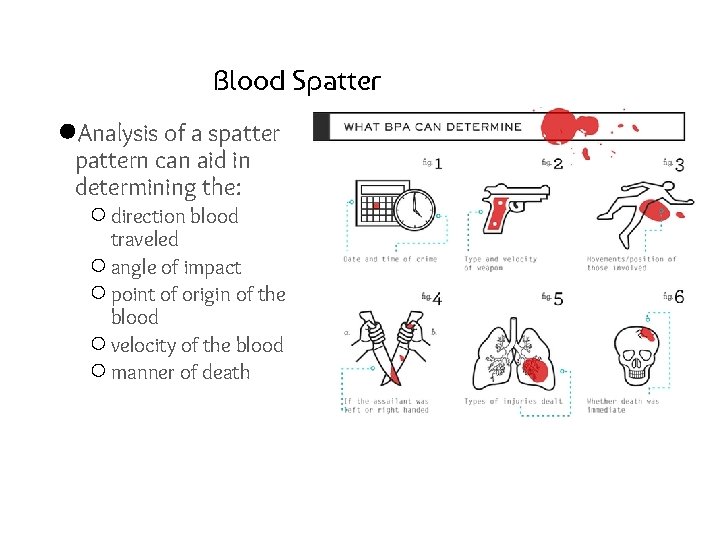 Blood Spatter ●Analysis of a spattern can aid in determining the: ○ direction blood