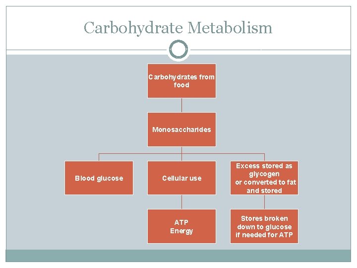 Carbohydrate Metabolism Carbohydrates from food Monosaccharides Blood glucose Cellular use Excess stored as glycogen