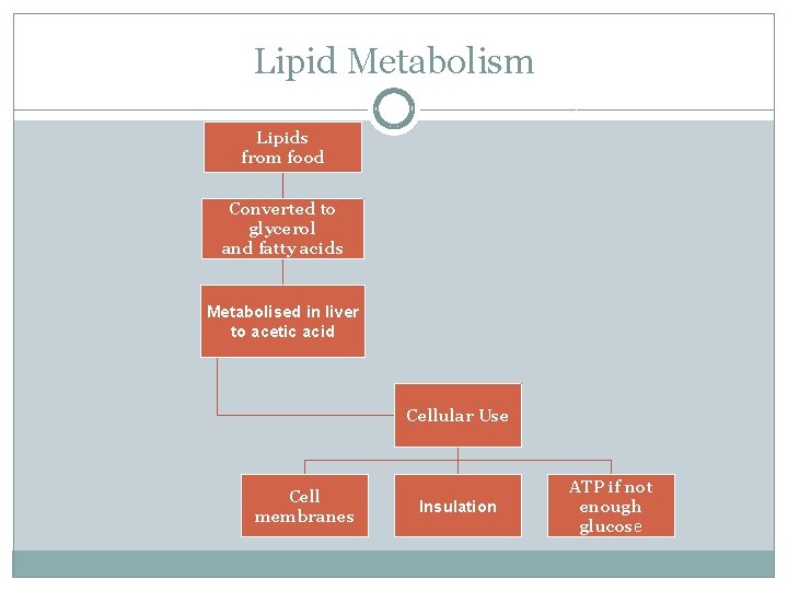 Lipid Metabolism Lipids from food Converted to glycerol and fatty acids Metabolised in liver