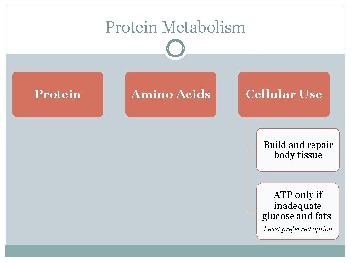 Protein Metabolism Protein Amino Acids Cellular Use Build and repair body tissue ATP only