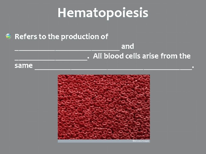 Hematopoiesis Refers to the production of _____________ and _________. All blood cells arise from