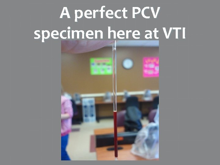 A perfect PCV specimen here at VTI 