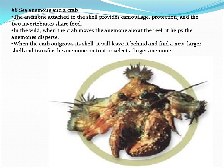 #8 Sea anemone and a crab • The anemone attached to the shell provides