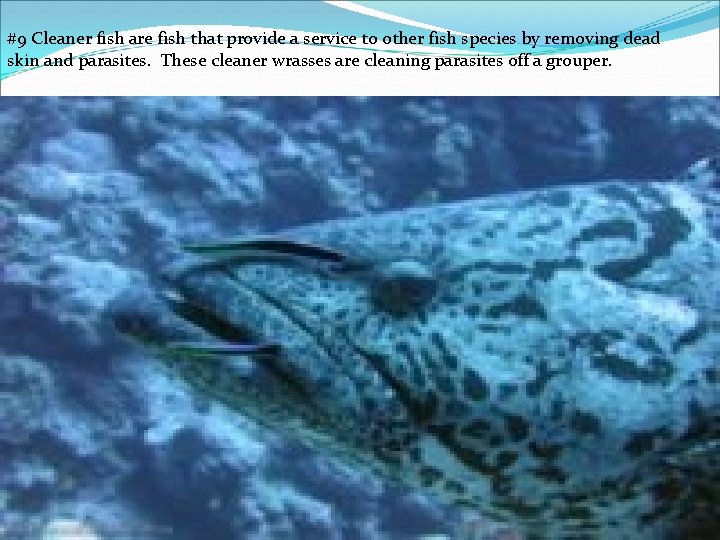#9 Cleaner fish are fish that provide a service to other fish species by