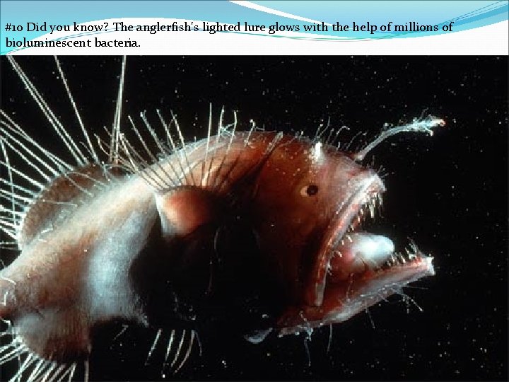 #10 Did you know? The anglerfish's lighted lure glows with the help of millions