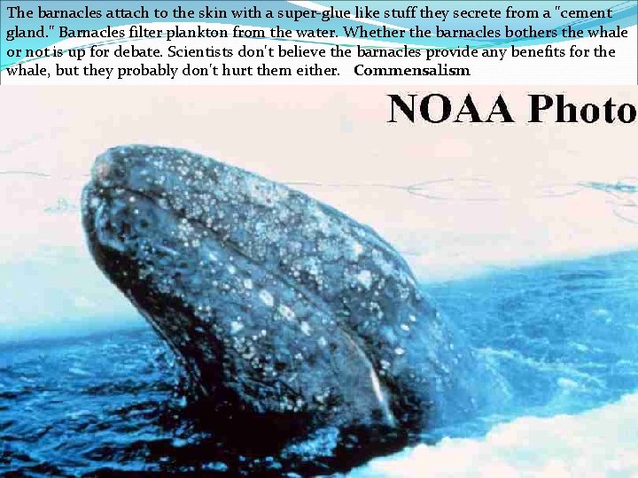 The barnacles attach to the skin with a super-glue like stuff they secrete from