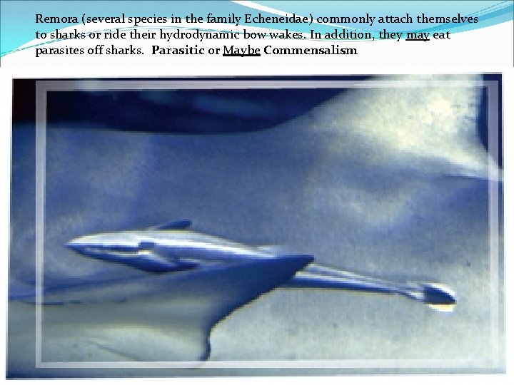 Remora (several species in the family Echeneidae) commonly attach themselves to sharks or ride
