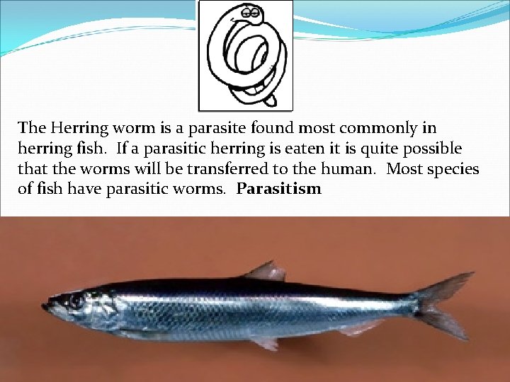 The Herring worm is a parasite found most commonly in herring fish. If a