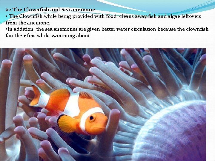 #2 The Clownfish and Sea anemone • The Clownfish while being provided with food,