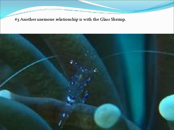 #3 Another anemone relationship is with the Glass Shrimp. 