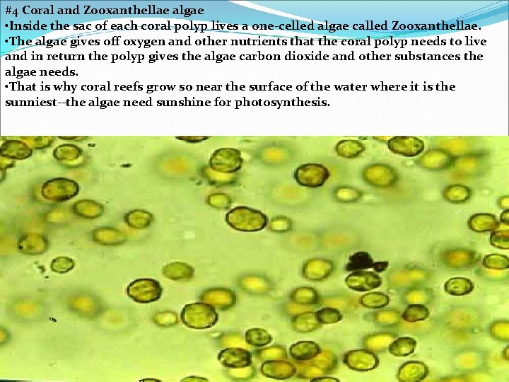 #4 Coral and Zooxanthellae algae • Inside the sac of each coral polyp lives