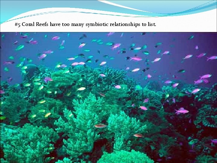 #5 Coral Reefs have too many symbiotic relationships to list. 