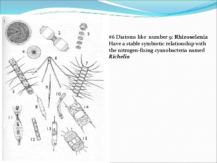 #6 Diatoms like number 9: Rhizoselenia Have a stable symbiotic relationship with the nitrogen-fixing