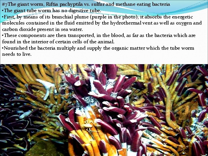 #7 The giant worm, Riftia pachyptila vs. sulfur and methane eating bacteria • The