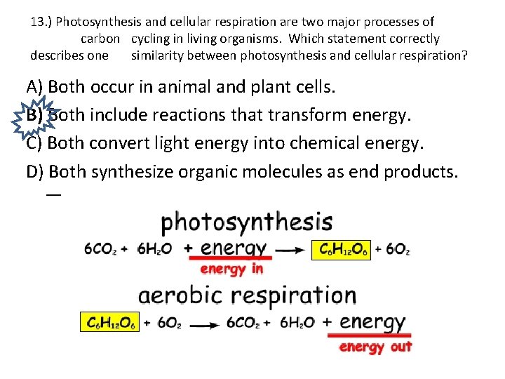 13. ) Photosynthesis and cellular respiration are two major processes of carbon cycling in