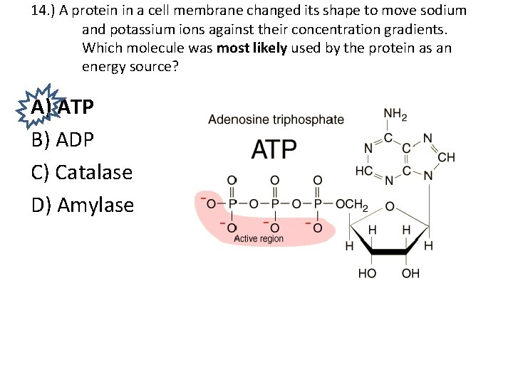 14. ) A protein in a cell membrane changed its shape to move sodium