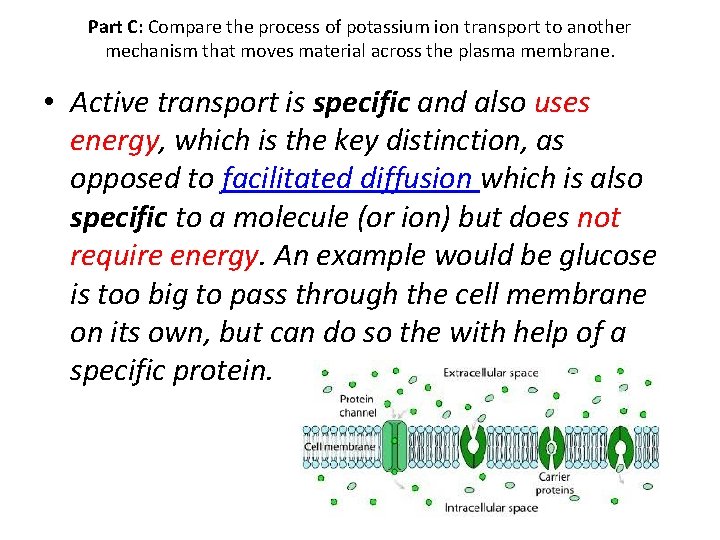 Part C: Compare the process of potassium ion transport to another mechanism that moves