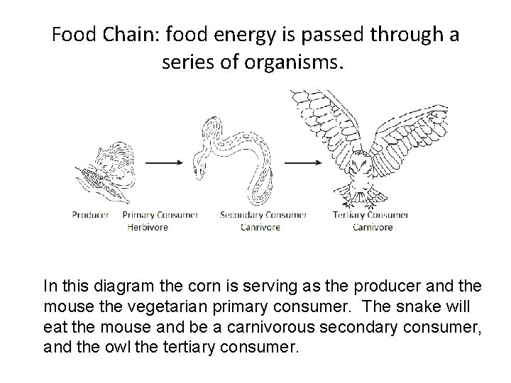Food Chain: food energy is passed through a series of organisms. In this diagram